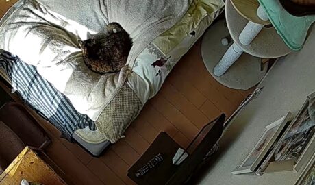 お留守番カメラ