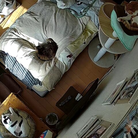 お留守番カメラ