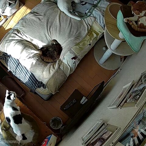 お留守番カメラ