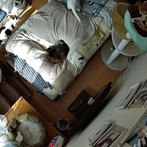 お留守番カメラ