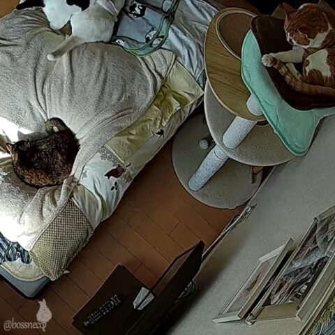 お留守番カメラ