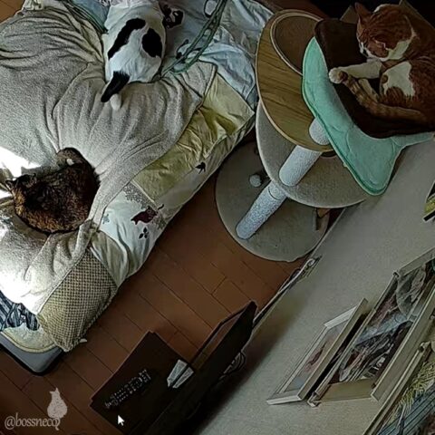 お留守番カメラ