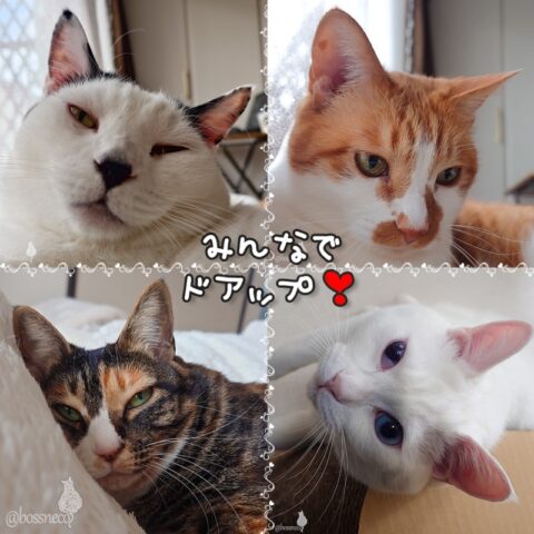 coco & fumi & Lin & Ryu