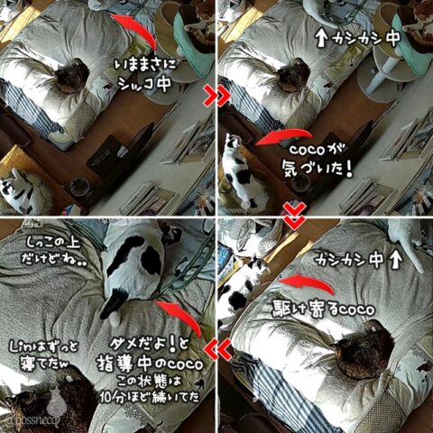 お留守番カメラ