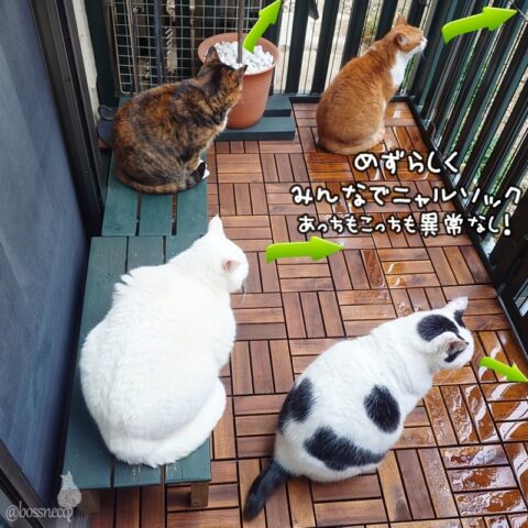 coco & fumi & Lin & Ryu