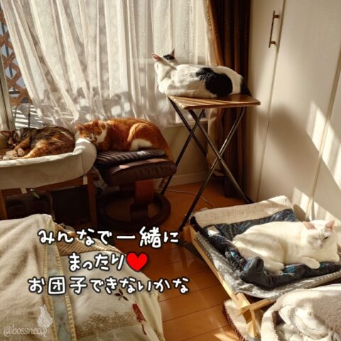 coco & fumi & Lin & Ryu