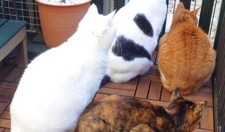 coco & fumi & Lin & Ryu