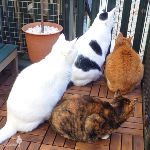 coco & fumi & Lin & Ryu