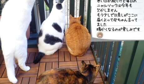 coco & fumi & Lin & Ryu