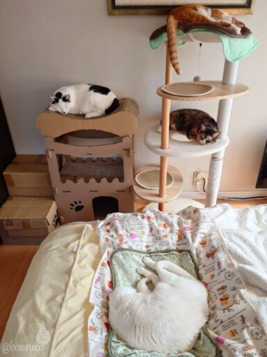 coco & fumi & Lin & Ryu