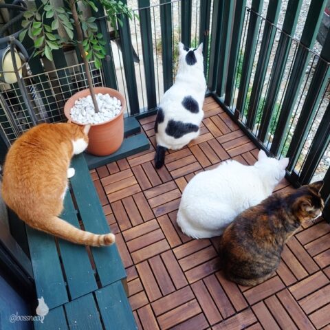 coco & fumi & Lin & Ryu