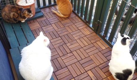 coco & fumi & Lin & Ryu