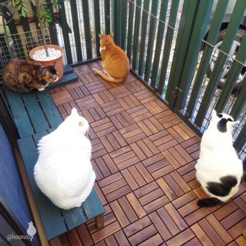 coco & fumi & Lin & Ryu