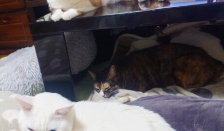 coco & fumi & Lin & Ryu