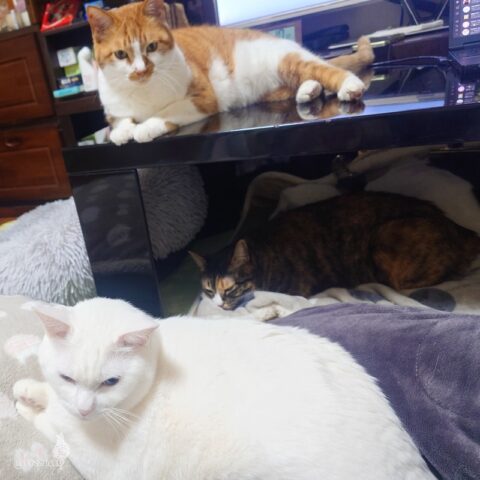 coco & fumi & Lin & Ryu