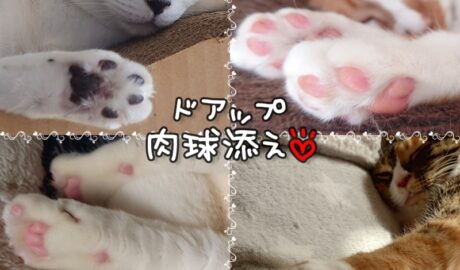 coco & fumi & Lin & Ryu