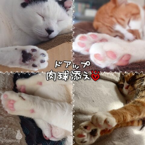 coco & fumi & Lin & Ryu