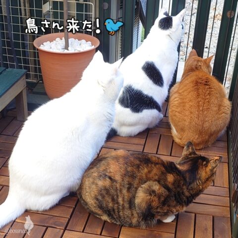 coco & fumi & Lin & Ryu