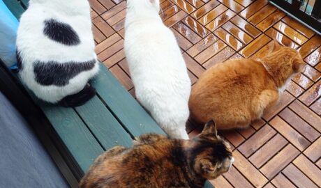 coco & fumi & Lin & Ryu