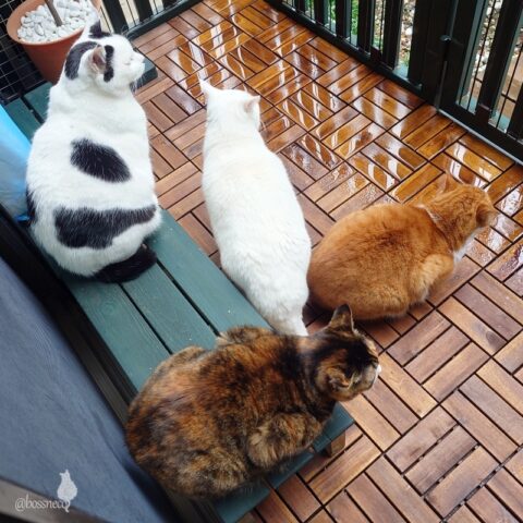 coco & fumi & Lin & Ryu