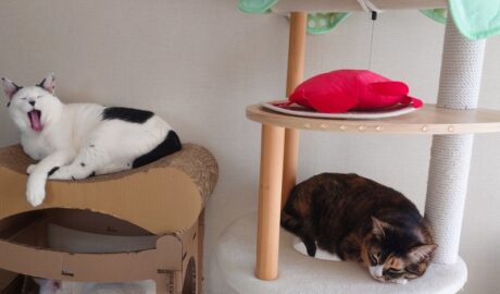 coco & fumi & Lin & Ryu