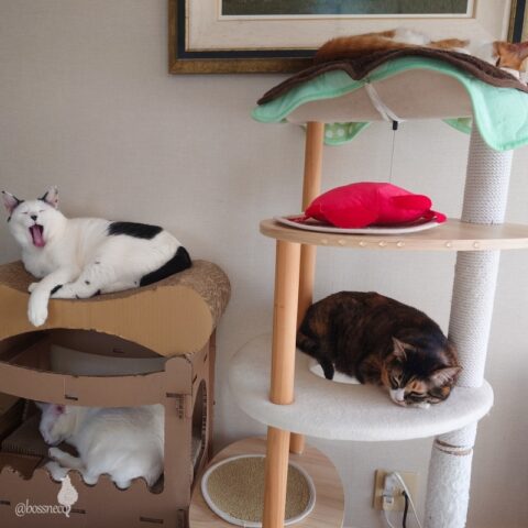 coco & fumi & Lin & Ryu