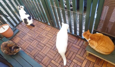 coco & fumi & Lin & Ryu