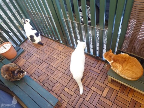 coco & fumi & Lin & Ryu