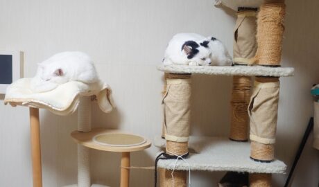 coco & fumi & Lin & Ryu