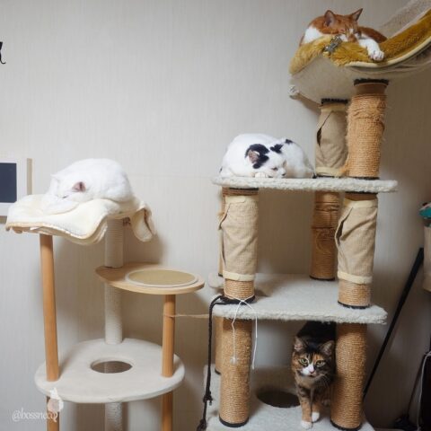 coco & fumi & Lin & Ryu