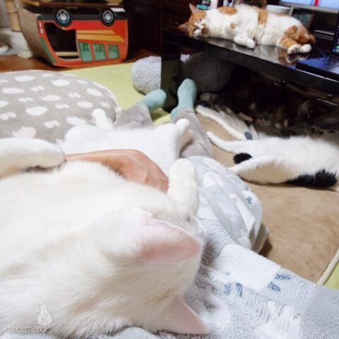 coco & fumi & Lin & Ryu