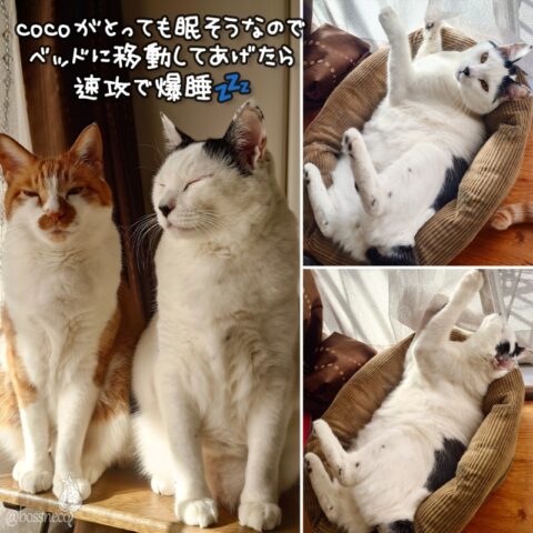 coco & fumi