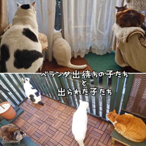 coco & fumi & Lin & Ryu