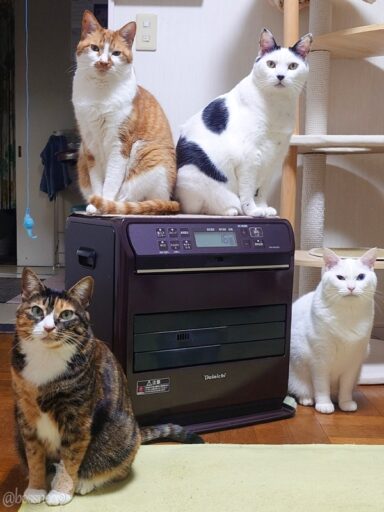 coco & fumi & Lin & Ryu