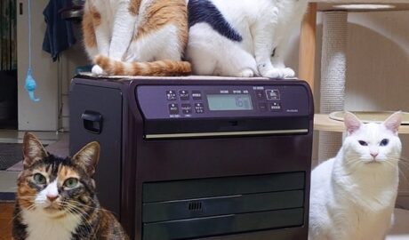 coco & fumi & Lin & Ryu