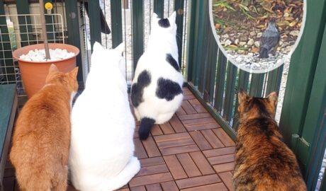 coco & fumi & Lin & Ryu