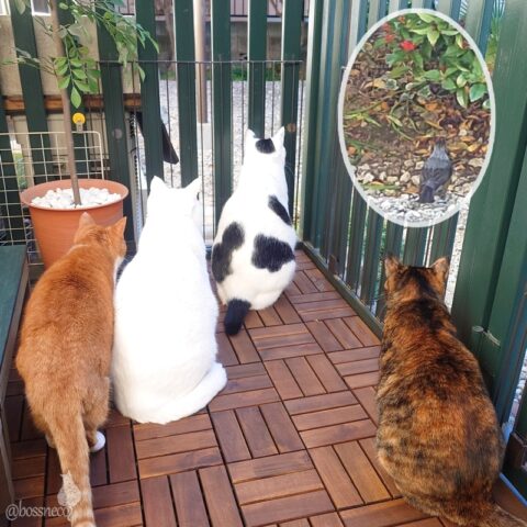 coco & fumi & Lin & Ryu