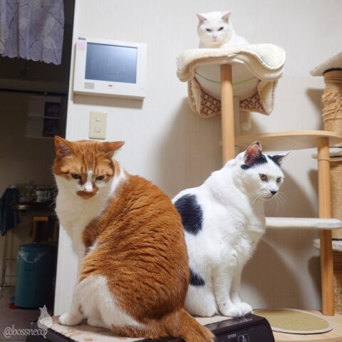 coco & fumi & Ryu
