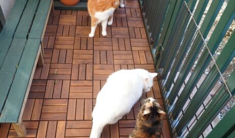 coco & fumi & Lin & Ryu