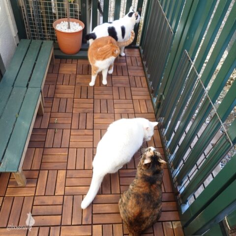 coco & fumi & Lin & Ryu