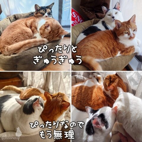 coco & fumi & Lin & Ryu