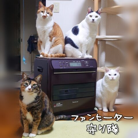 coco & fumi & Lin & Ryu