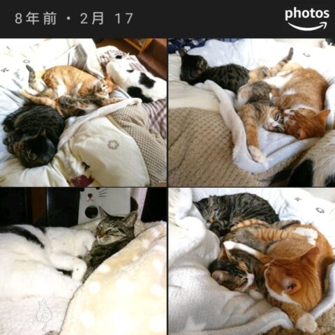 mark & coco & fumi & Lin