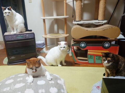 coco & fumi & Lin & Ryu