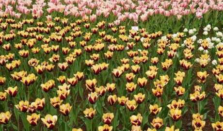 ひたち海浜公園