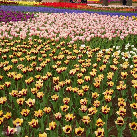 ひたち海浜公園