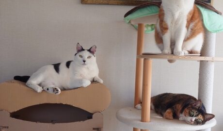 coco & fumi & Lin & Ryu