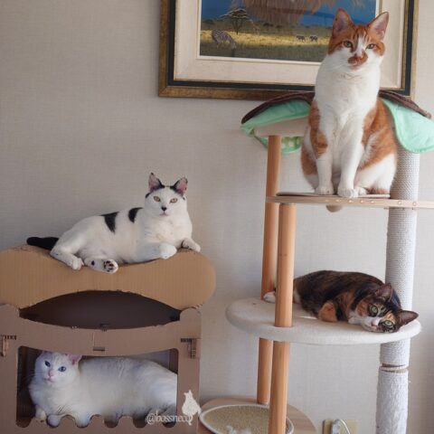 coco & fumi & Lin & Ryu