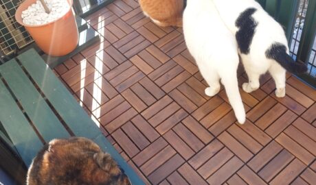 coco & fumi & Lin & Ryu