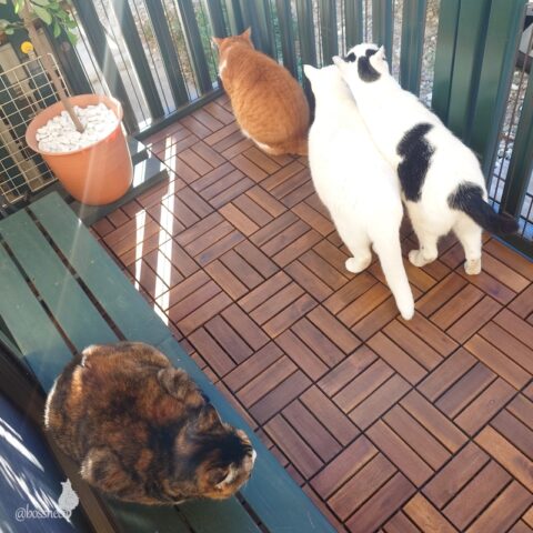 coco & fumi & Lin & Ryu